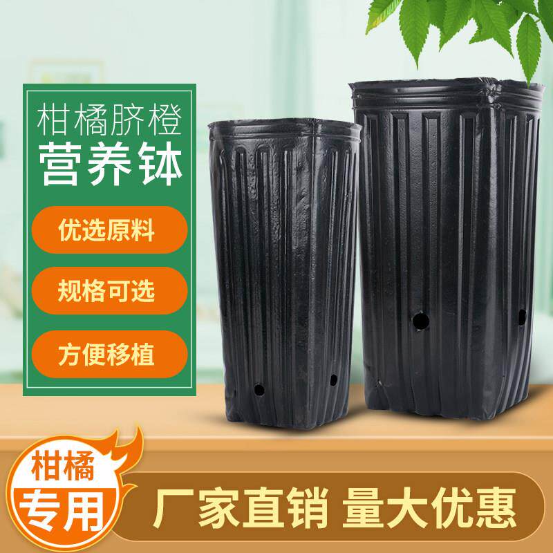 营养钵育苗盆大号一次性黑色塑料细高型提根柑橘育苗钵脐橙营养袋