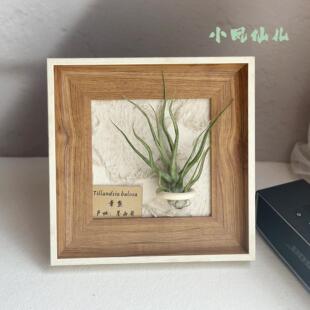 空气凤梨懒人现代装饰画框覆古桌面摆件挂墙原木白边相框5寸送礼