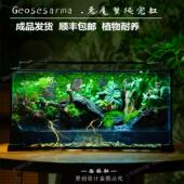 苔藓微景观爬宠生态缸乌龟缸桌面水陆缸雨林缸造景成品绿植礼物