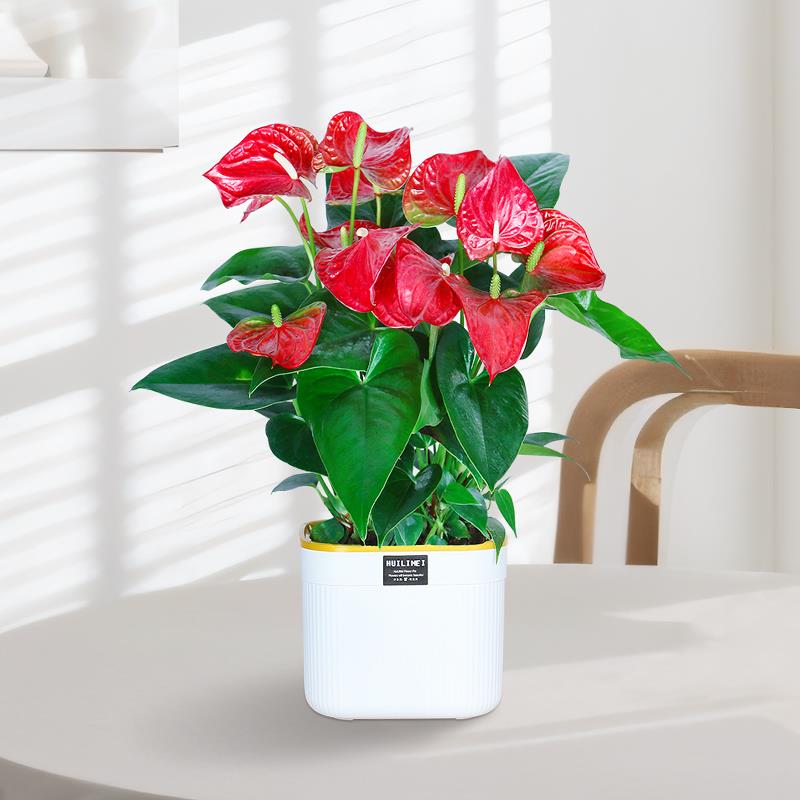 红掌盆栽带花白掌一帆风顺室内水培绿植花卉客厅好养四季开花植物