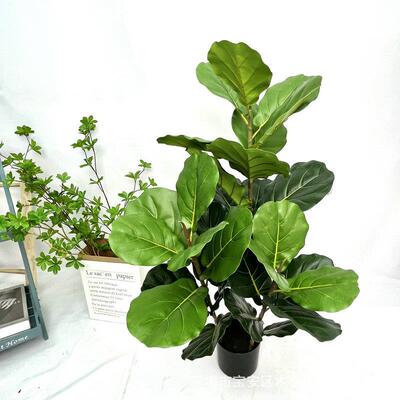 外景贸仿景真琴叶榕盆景仿真琴叶榕绿植大树叶琴叶榕观造装饰假盆