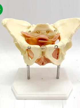 女性骨盆及盆底肌肉模型 盆骨模型 人体骨骼模型 产妇盆骨模型