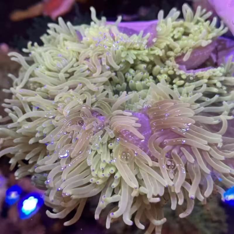 紫点白葵公主葵海水生物奶嘴海葵小丑葵红奶嘴海葵地毯海葵
