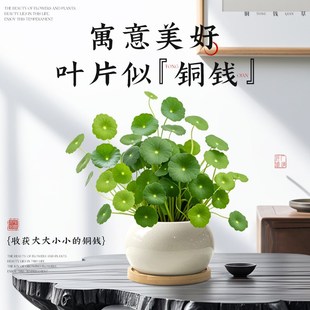 好 铜钱草盆栽室内小绿植客厅t茶桌办公桌金钱草水培植物摆件四季