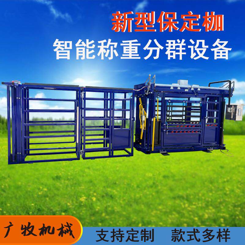 智慧牧场称重设备气动全自动耳标识别称重智能分群系统牛保定防疫