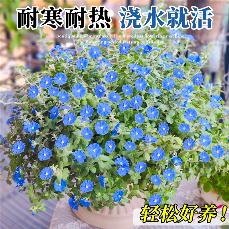 蓝星花盆栽大苗带花苞蓝雪花四季开花室内外阳台庭院垂吊花卉绿植