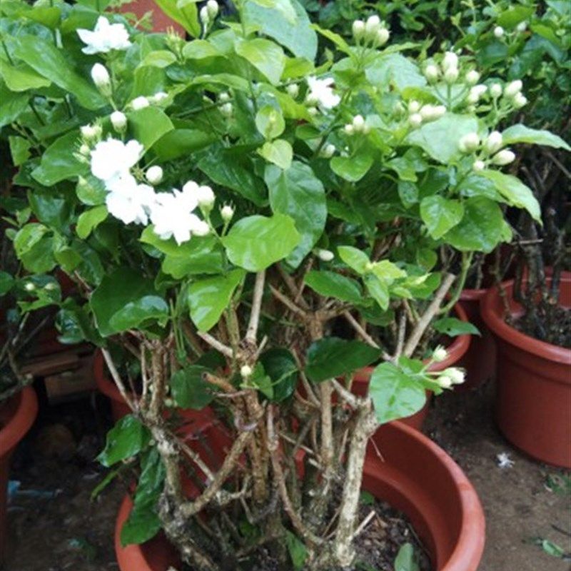 双色茉莉祥瑞书房花阳台庭院盆栽花卉绿植四季老根带花苞2盆包邮