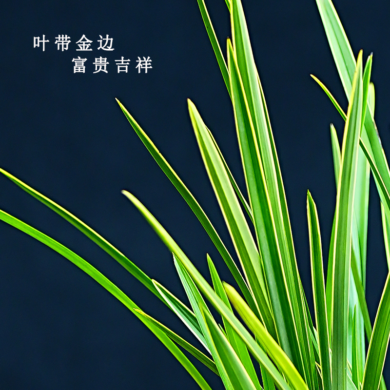 金边直立细叶建兰夏季带花苞开花浓香四季兰花苗金针室内绿植花卉