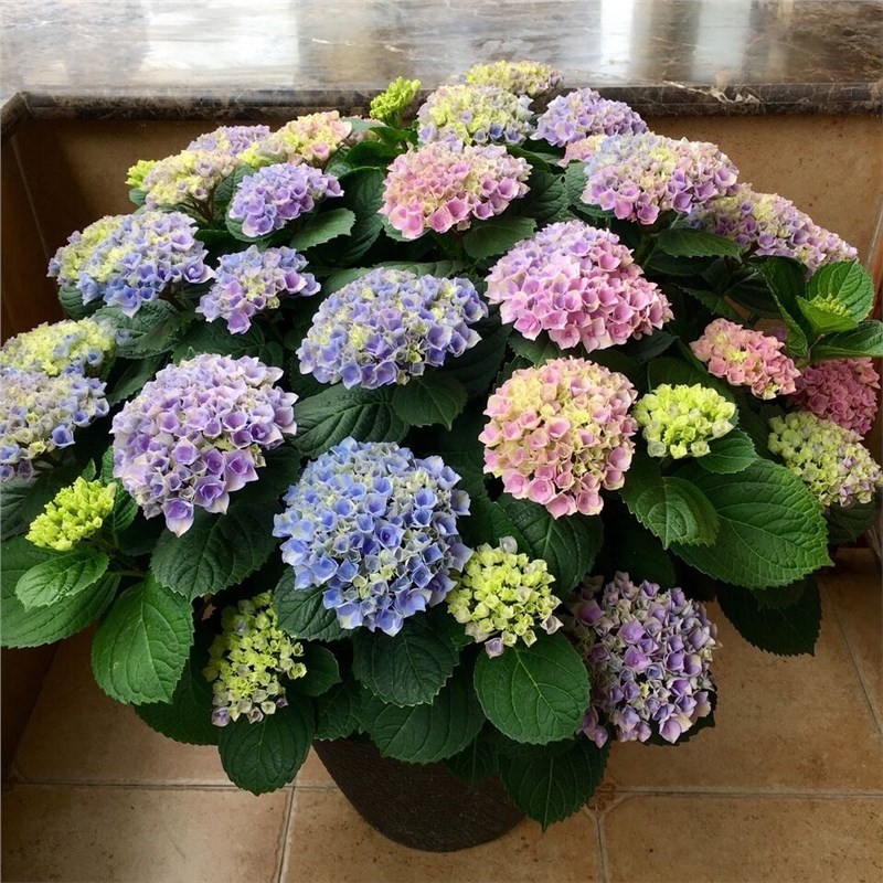 绣球花苗老桩无尽夏四季开花不断盆栽花卉植物室内阳台庭院易养活