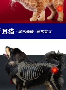 杜立德爱固宝狗狗软骨折耳猫咪软骨症关节宝发育不良腿瘸骨折宠物