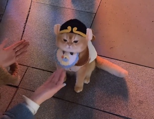 猫界西游宠物猪八戒帽子网红唐僧头套狗狗猫咪搞怪头饰拍视频爆火