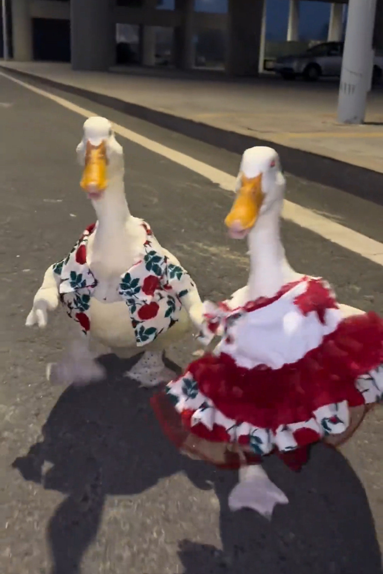 新款碎花气质鸭子玫瑰花港风衬衣宠物猫咪小型小狗衣服猫咪衣服