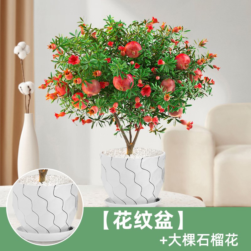 石榴花苗盆栽景带果发货可食用植物室内花卉绿植年宵花四季开好养