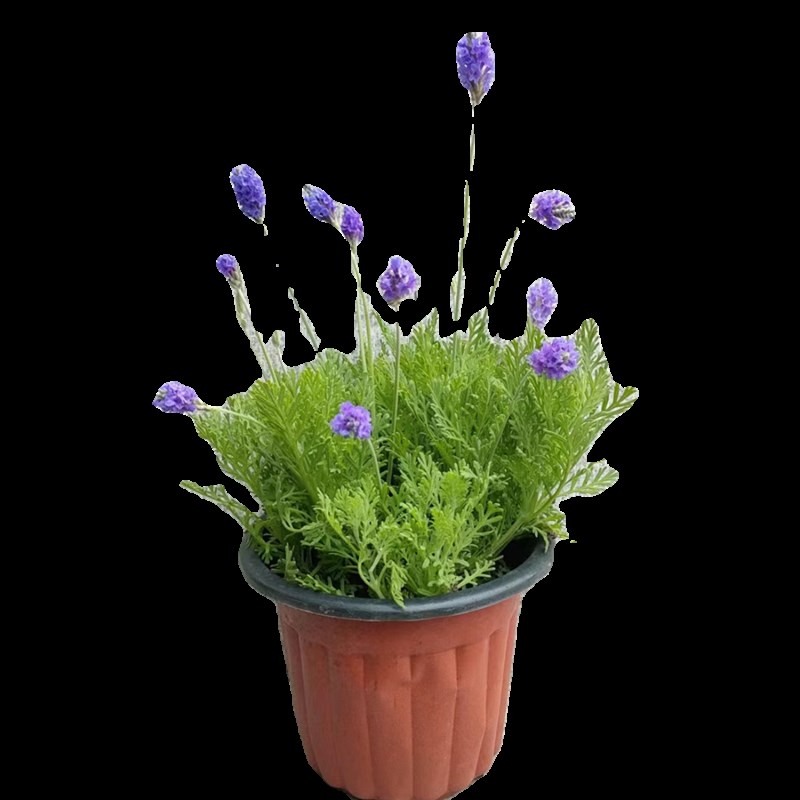 薰衣草盆栽花苗室内阳台绿植花卉开花勤羽叶薰衣草植物净化空气