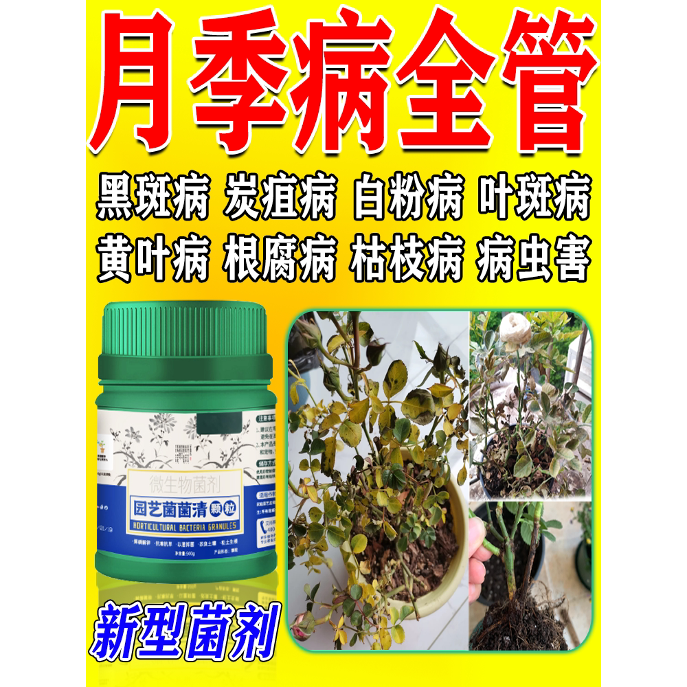 月季花病虫害常用药专治黄叶黑斑枯叶白粉黑杆枯枝灰霉病杀菌虫剂图片