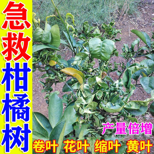 桔子树卷叶病柑橘杀虫专用杀菌剂黄叶枯萎保花保果防病虫害