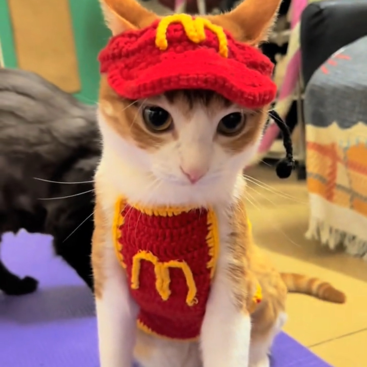 新款红色可爱宠物猫咪狗狗搞怪搞笑衣服恶搞可爱帽子围兜裙子