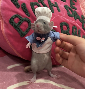 花枝鼠厨师帽仓鼠小帽子小宠物厨师帽子可爱金丝熊小帽子拍照神器