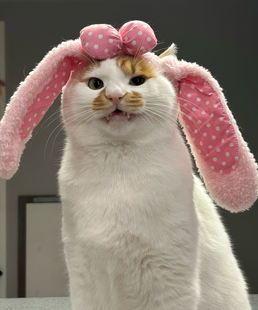 粉色大耳朵新款发箍小兔子可爱毛绒兔耳发箍少女甜美蝴蝶结发箍