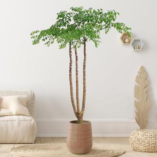 原生幸福树客厅大盆栽幌伞枫室内绿植大型老桩植物落地四季好养活