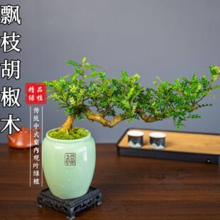 【飘枝清香胡椒木】盆景室内好养盆栽绿植美观茶室客厅阳台
