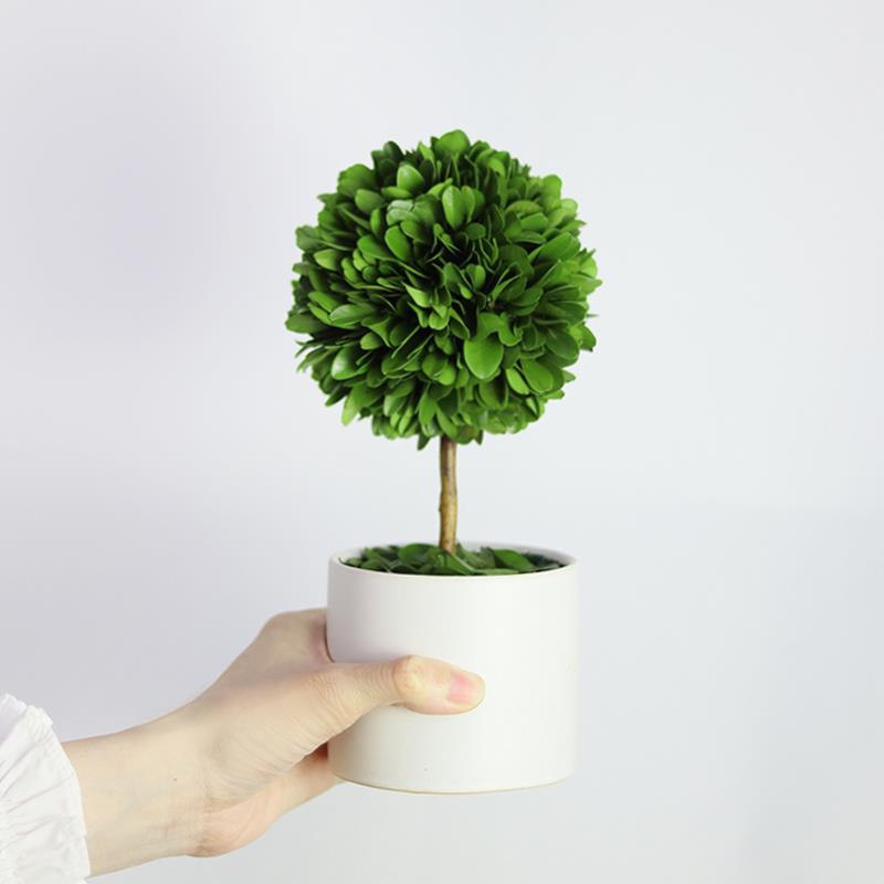 永生植物盆栽室内客厅电视柜家居装饰品摆件办公室电脑桌面小绿植