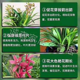 蝴蝶兰促花剑营养液速效开花爆花生根专用多箭素叶面肥植物活力素