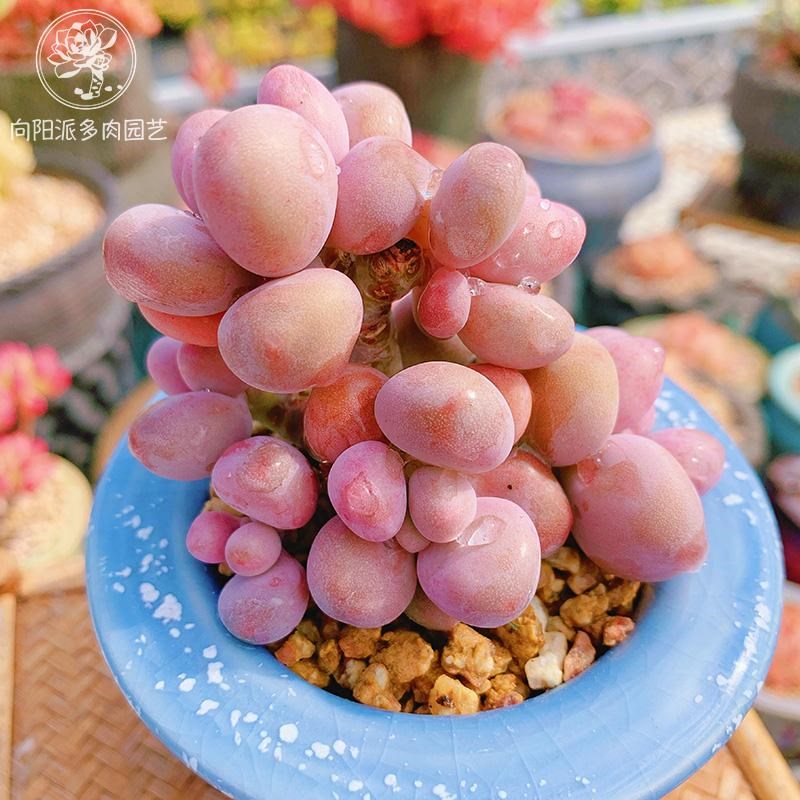 云南精品粉色恋人一物一拍超萌圆滚滚多肉植物好养老桩向阳派