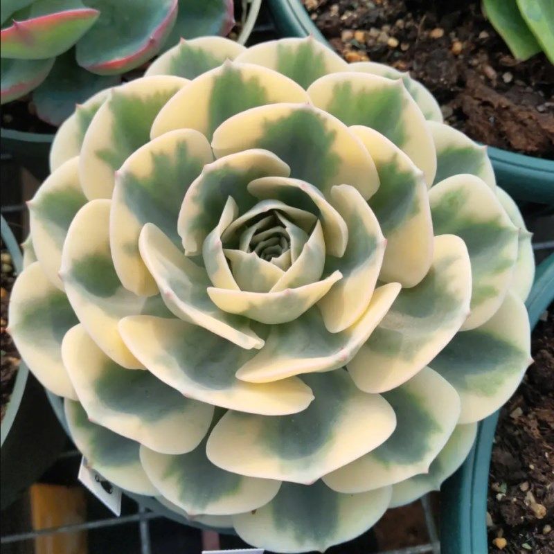 玉蝶锦 肉肉多肉植物小盆栽绿植新手花卉一物一拍 带锦 覆轮锦,鲜花速递/花卉仿真/绿植园艺,多肉植物,淘宝优惠券,粉丝福利购,淘宝优惠卷