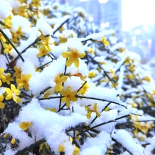 迎春花树苗盆景高杆探春花庭院盆栽攀援爬藤垂吊类花卉报春花植物