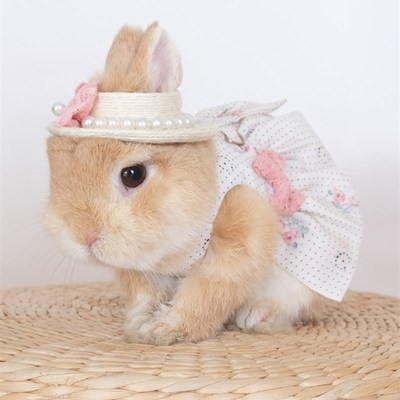 浪漫玫瑰小兔子衣服外出服可爱兔兔宠物公主裙垂耳兔侏儒兔牵引绳