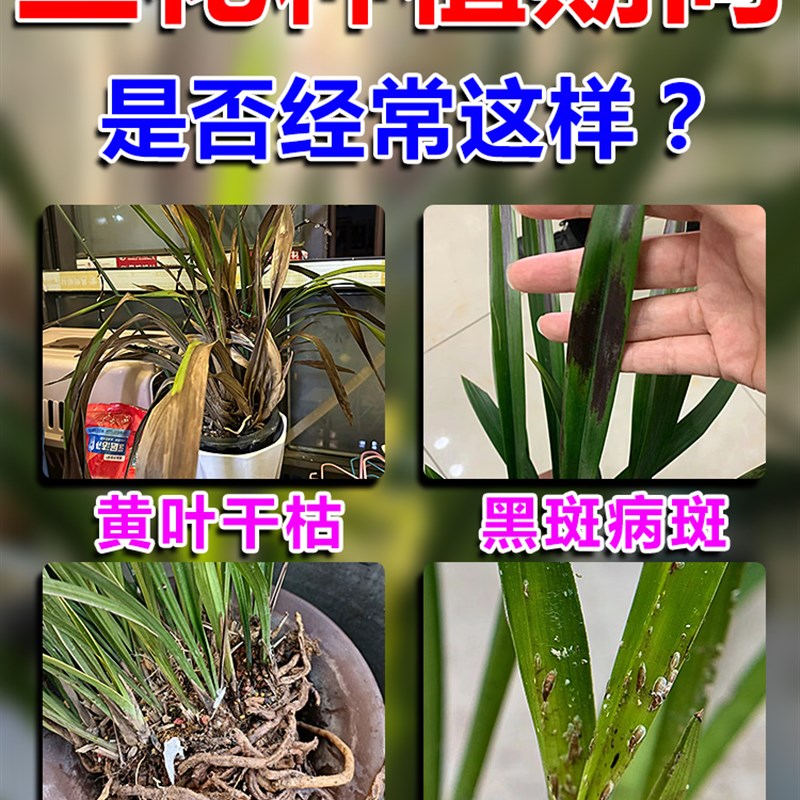 兰花多箘灵兰草黑斑病枯叶病专用杀菌药植物焦尖黄叶一喷绿生根粉