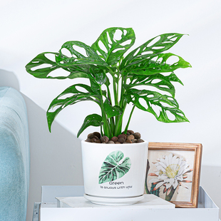 仙洞龟背竹盆栽多孔爬藤室内好养植物耐阴净化空气北欧绿植洞洞花