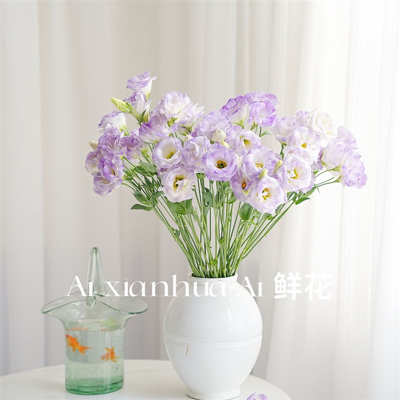 高级仙气十足浅紫色火因灰色洋桔梗鲜花家居生活插花水养云南直发