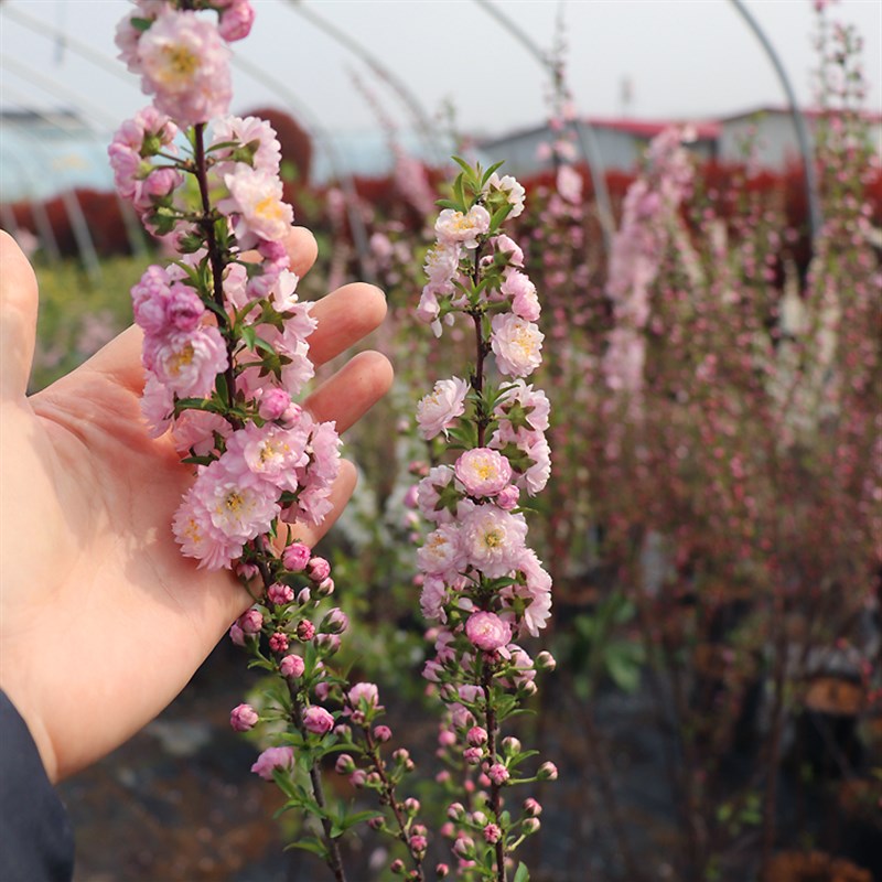 重瓣榆叶梅花树苗盆栽阳台庭院耐寒花卉植物丛生郁李麦李花苗盆栽