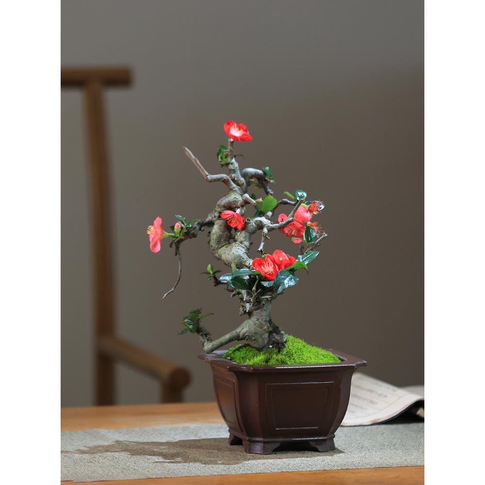 造型海棠花盆栽带花苞好养易活阳台庭院花卉一物一拍老桩植物盆景