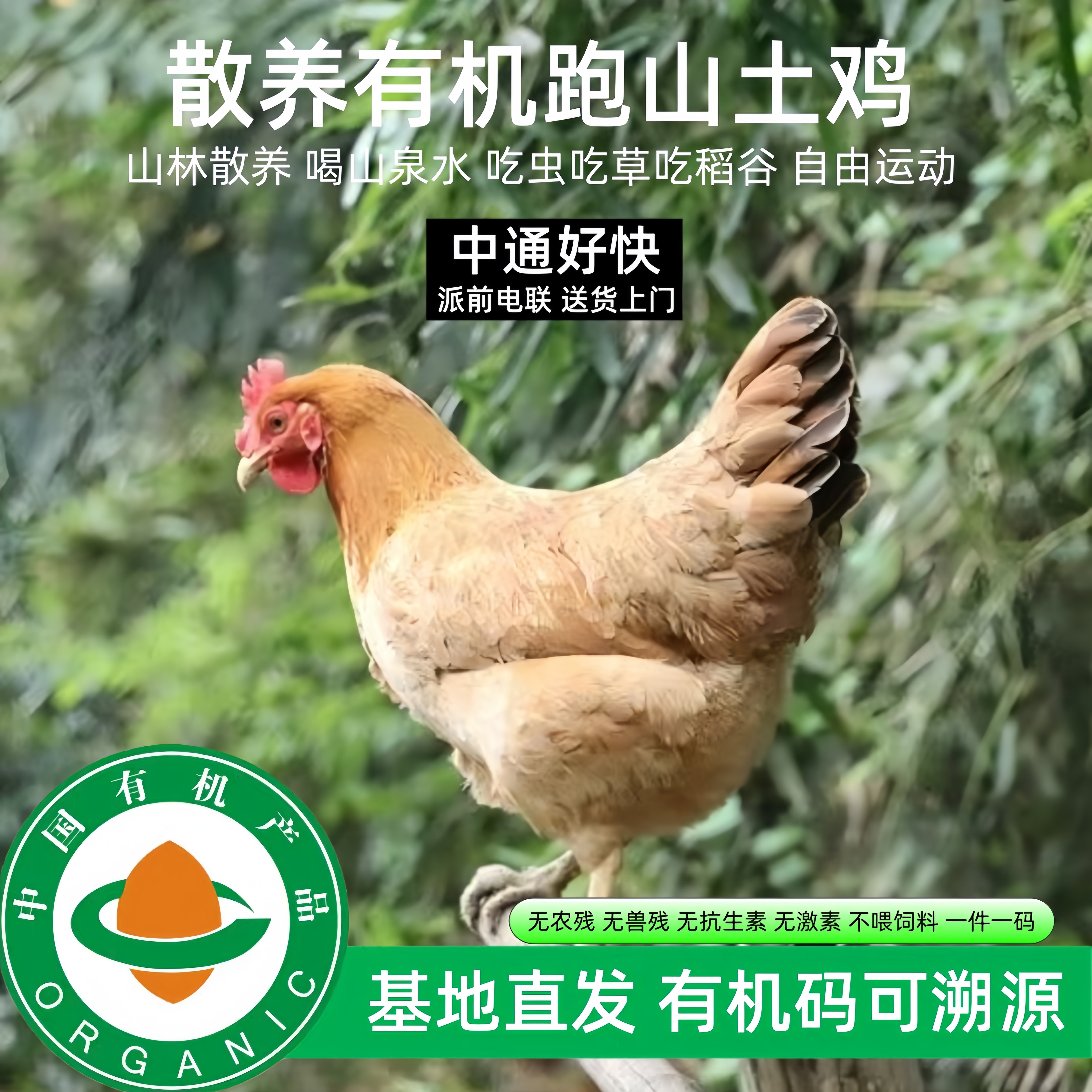 有机散养现宰现杀跑山鸡煲汤
