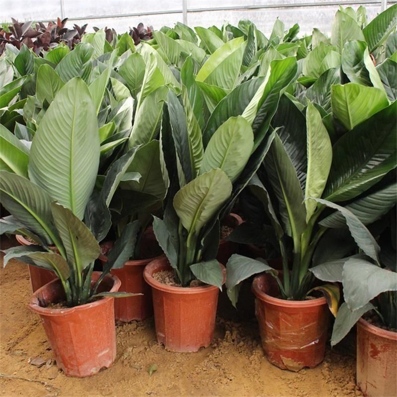 绿巨人盆栽室内客厅大型盆景植物绿植吸甲醛万年青白掌大叶植物花