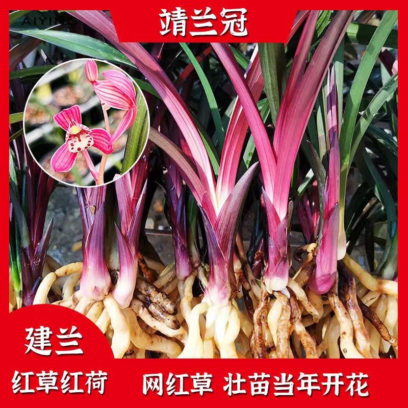 兰花红草红荷夏带花苞十大名贵艺草大苗正宗大红色荷瓣网红草建兰