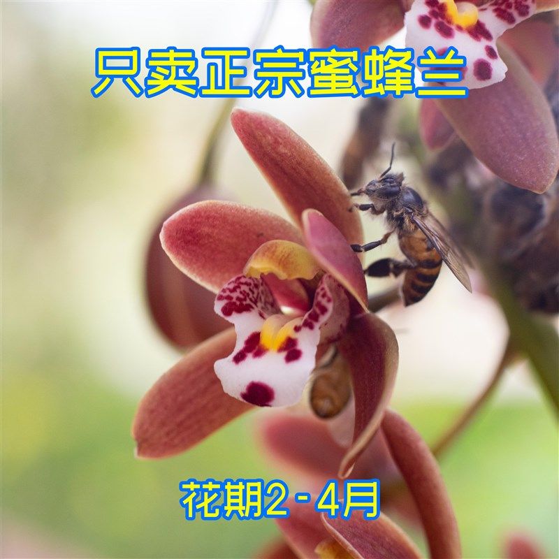 正宗蜜蜂兰盆栽绿植花卉兰花苗蜜蜂兰引蜂兰花盆景蝉兰虎头兰