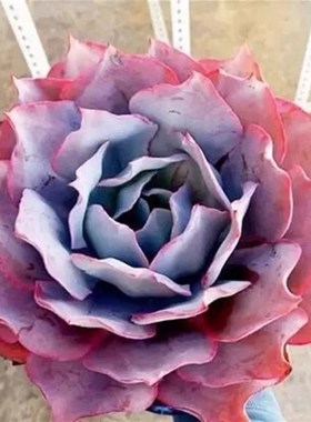 超粉多肉广寒宫多肉超大晚霞蓝光伯克利锦白玫瑰植物薄叶三仙