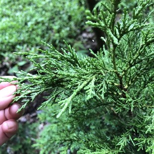 带果带果子带果实柏枝结婚用祝寿喜庆用品新鲜现摘柏树枝百子千孙