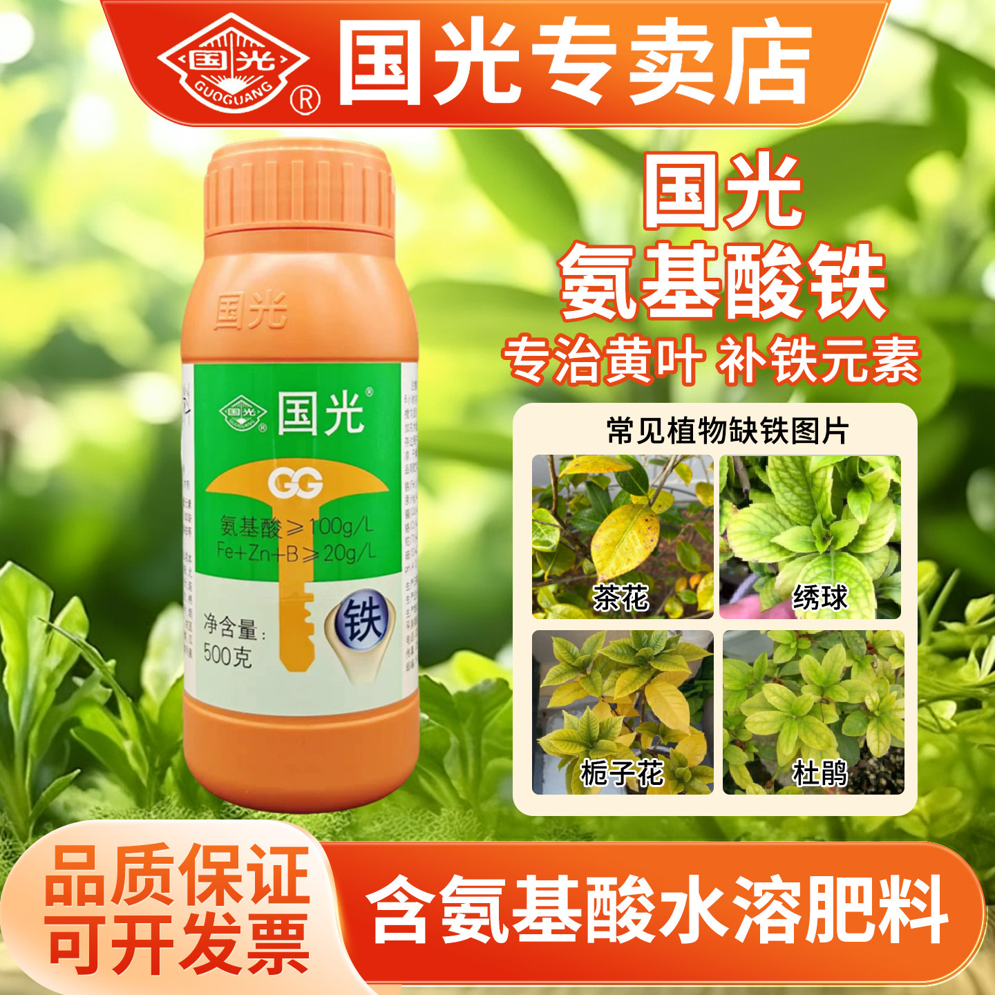 国光氨基酸螯合铁硫酸亚铁栀子花绣球果树花卉黄化症水溶肥叶面肥
