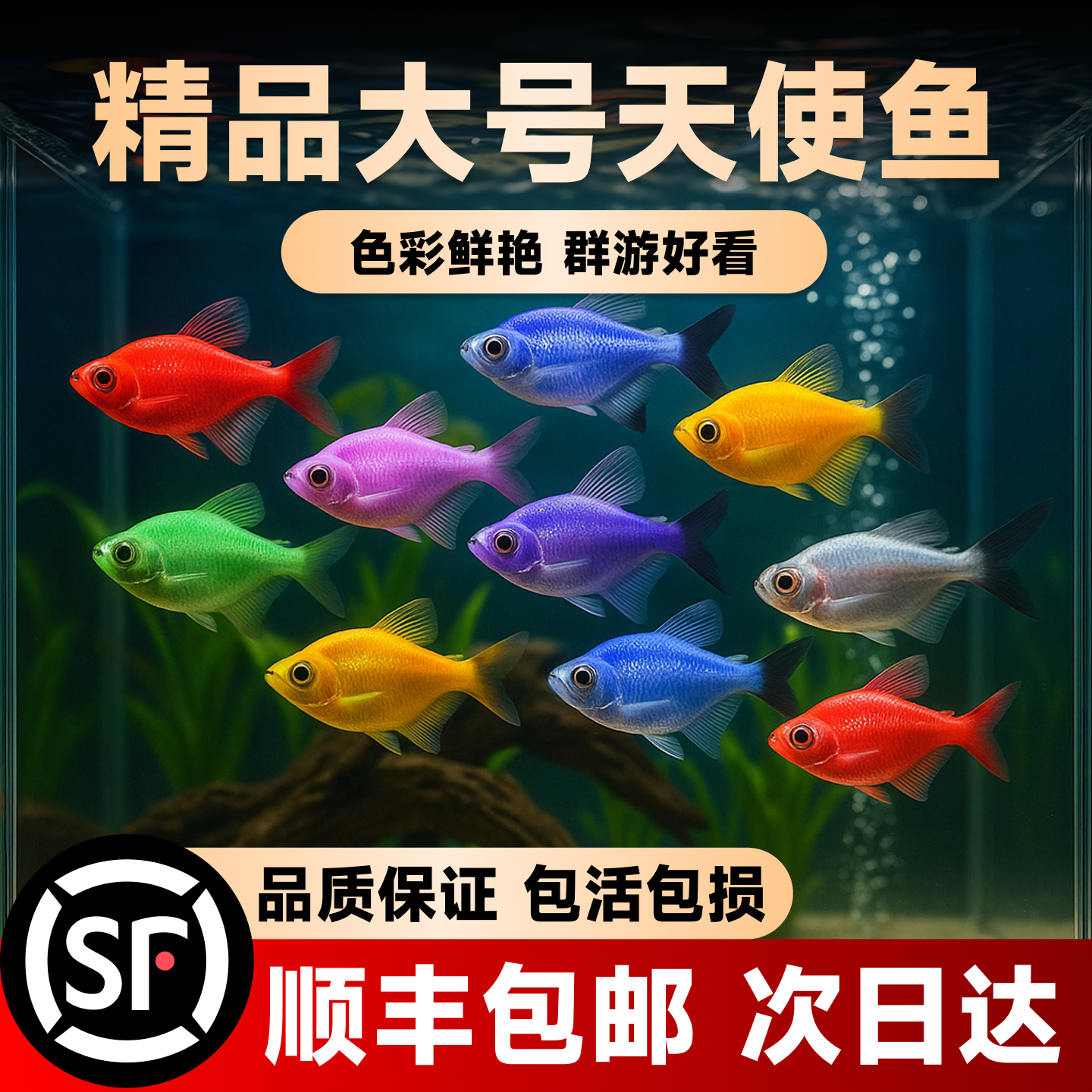 天使鱼七彩鱼柠檬青苹果红天使绿老虎大型热带金鱼观赏鱼好养耐活 - 实物图