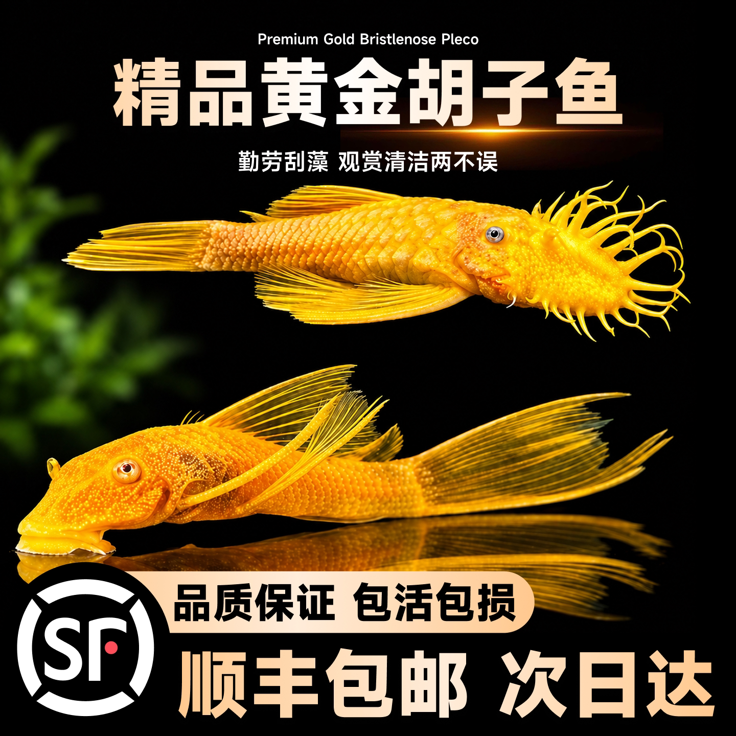 黄金大胡子大帆小型活体热带观赏鱼清道夫除藻耐活包活包损旗舰店