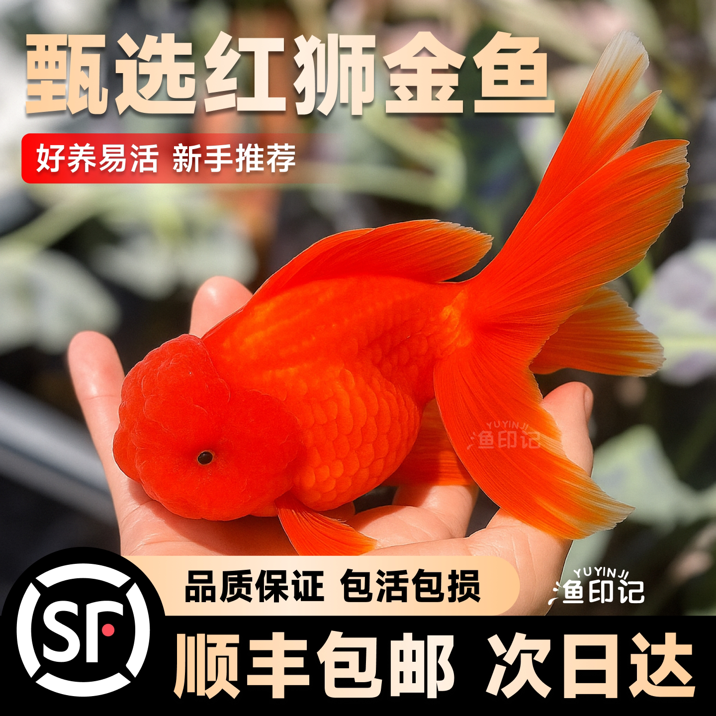 红狮金鱼国狮鱼冷水鱼小金鱼活鱼淡水锦鲤鱼观赏鱼好养耐活不加温