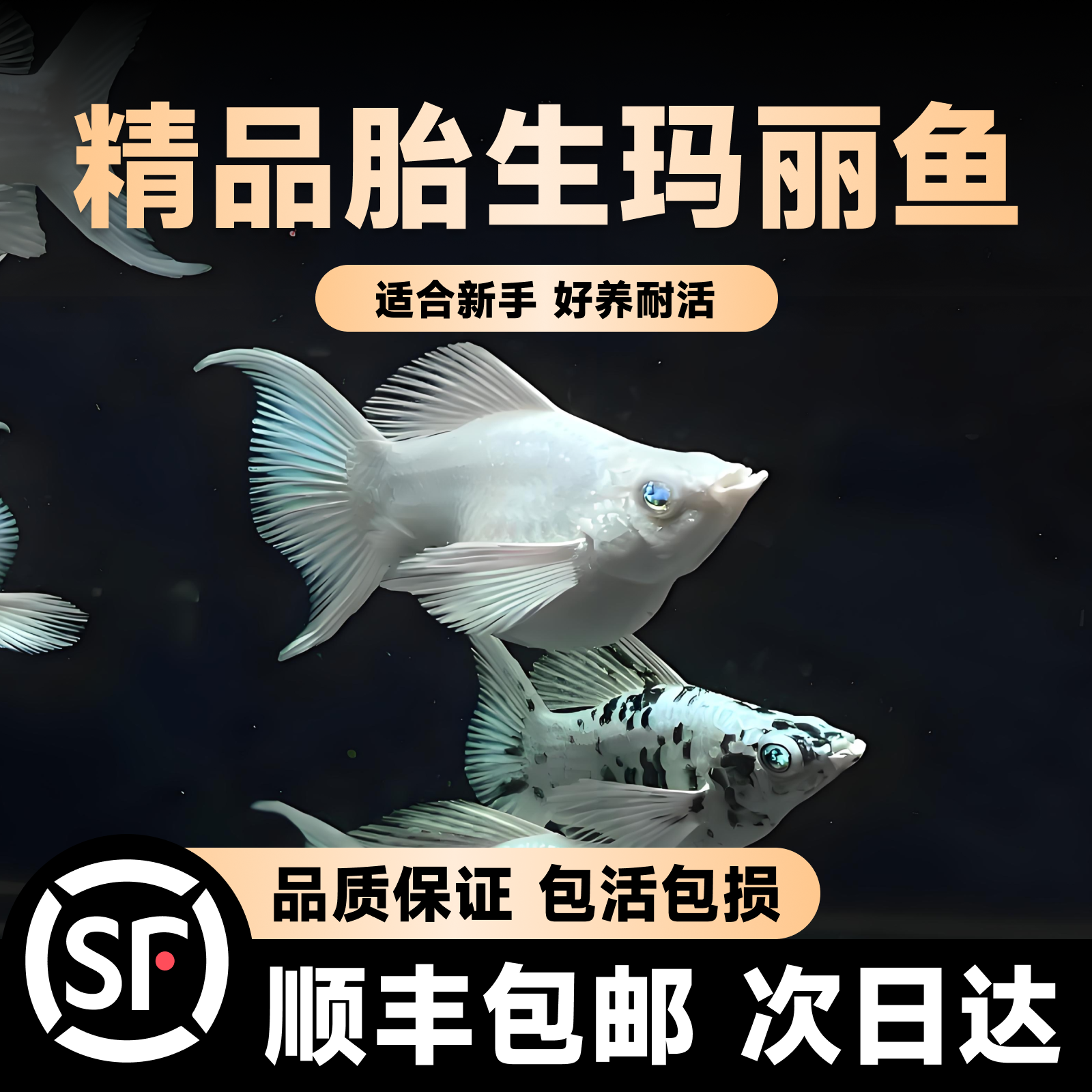 玛丽鱼胎生鱼皮球月光鱼小型鱼活体热带观赏鱼米奇鱼孔雀鱼耐养