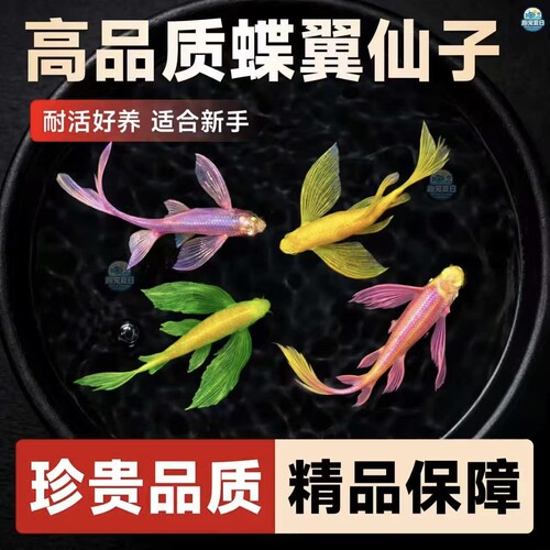 长尾蝶翼斑马鱼观赏鱼大号新手好养耐活热带淡水鱼龙凤小型灯科鱼