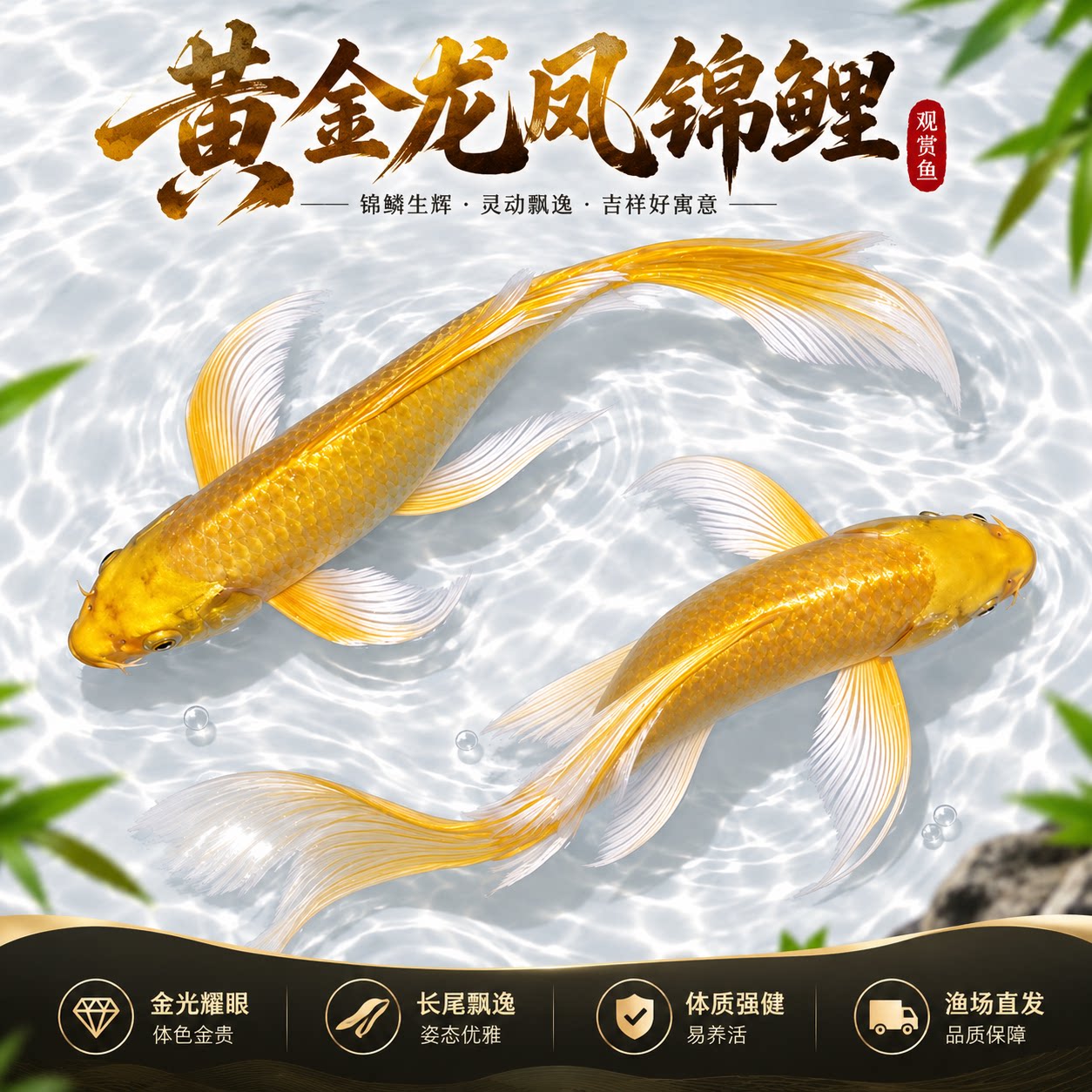 纯种黄金龙凤锦鲤长尾冷水金鱼活体观赏鱼好养健康强壮现捞现发