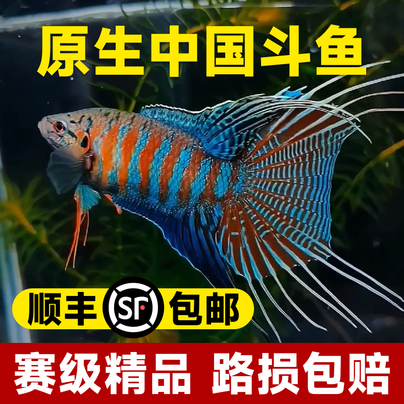 中国斗鱼活体活鱼淡水冷水普叉蓝叉小型观赏鱼好养耐养活鱼苗套餐